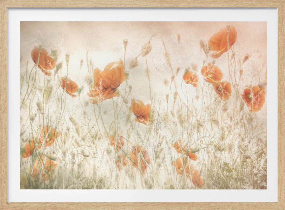 Klaprozen in het veld | Poster