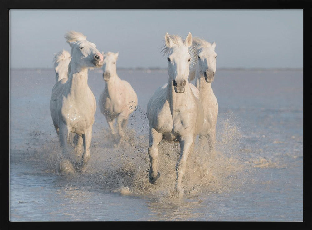 paarden | Poster