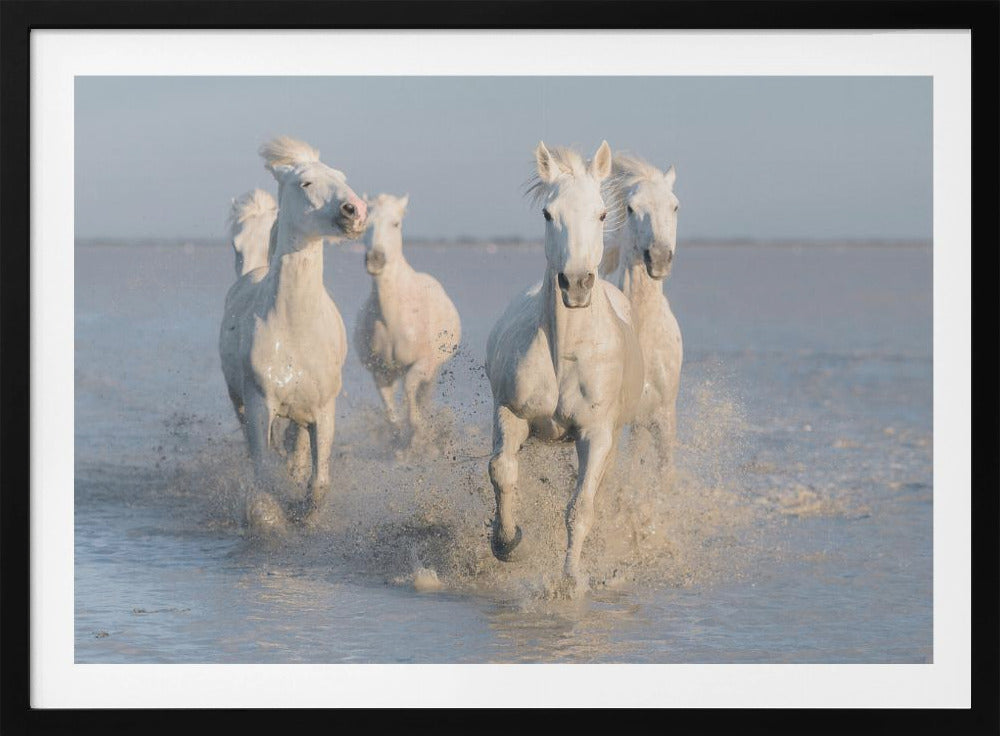 paarden | Poster