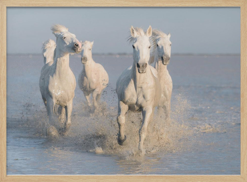 paarden | Poster