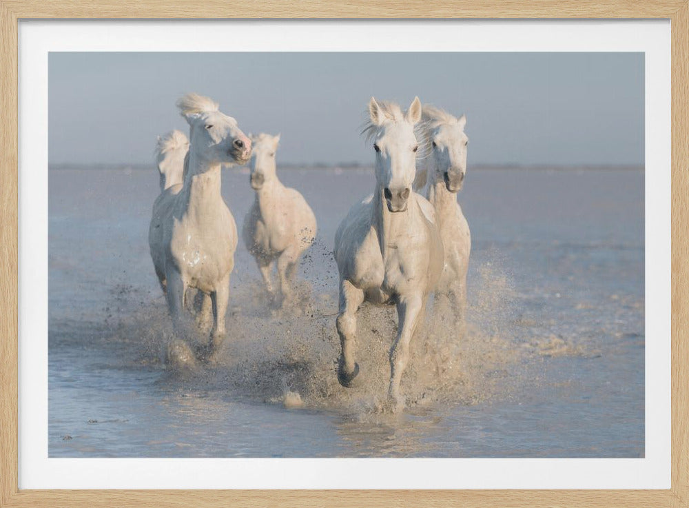 paarden | Poster
