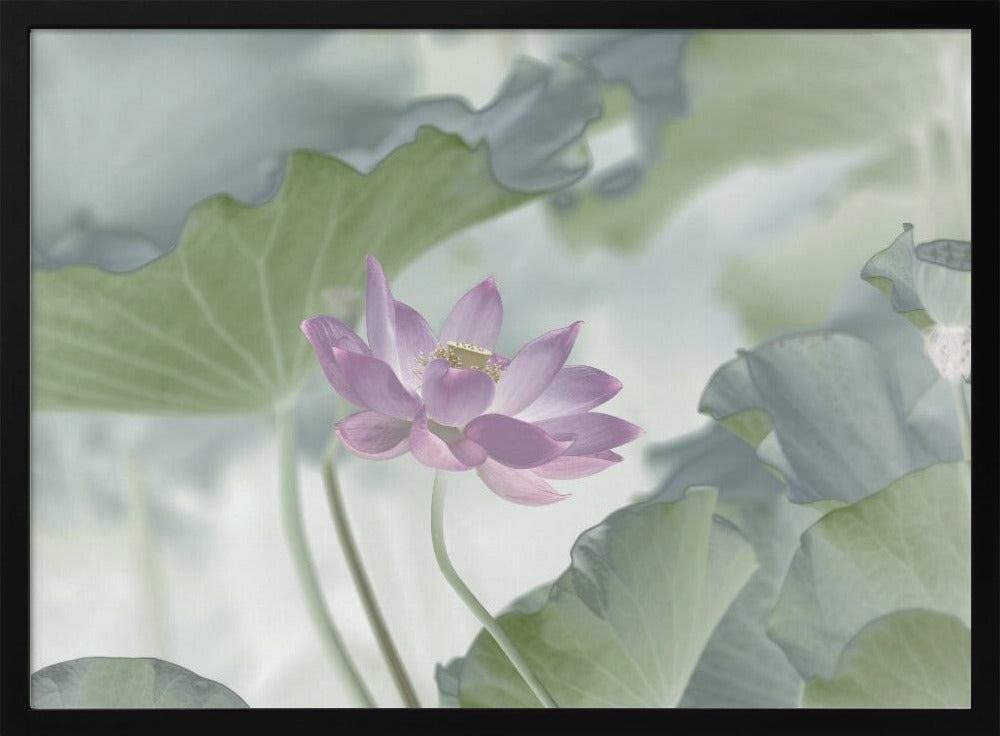 Lotus | Poster