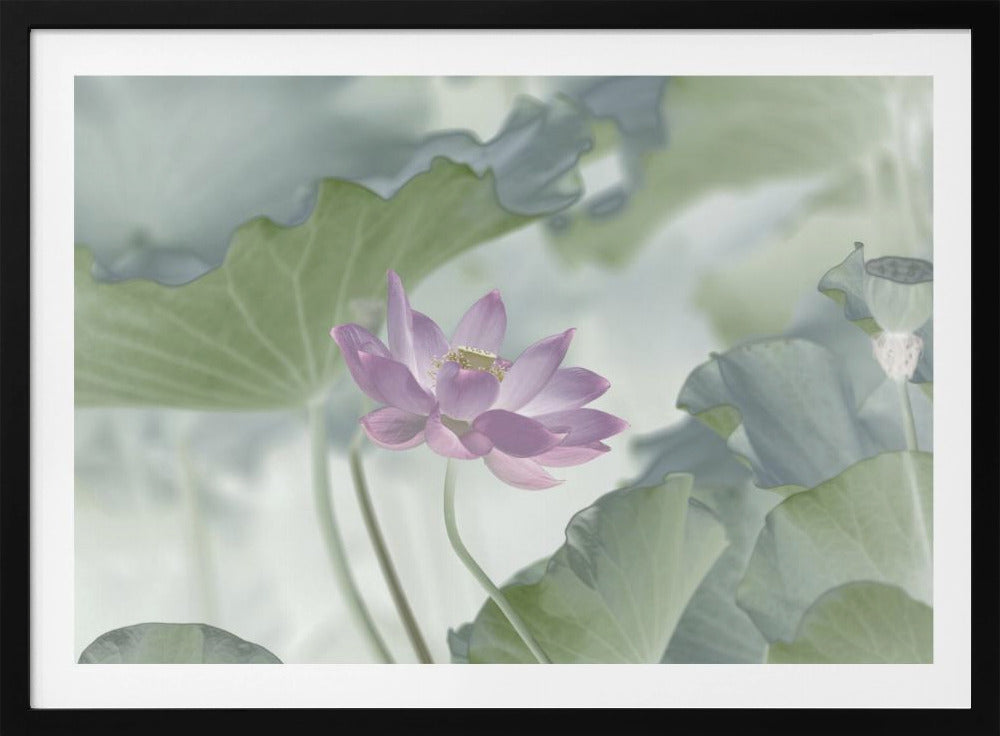 Lotus | Poster