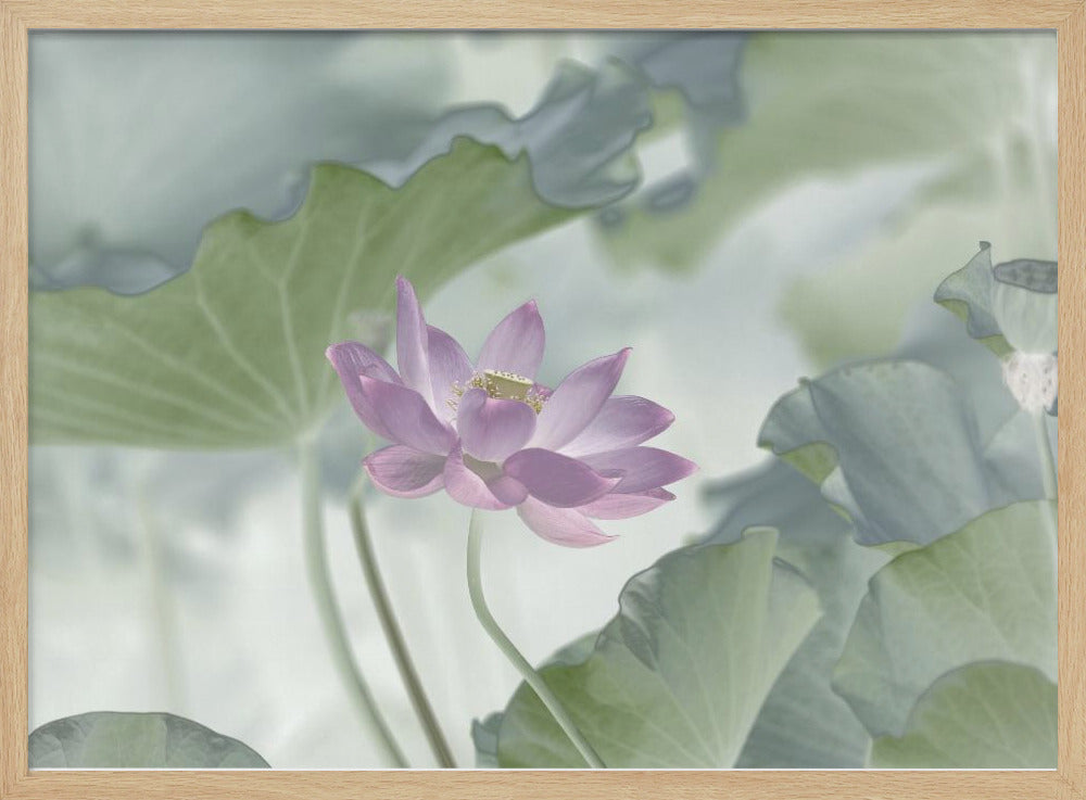 Lotus | Poster