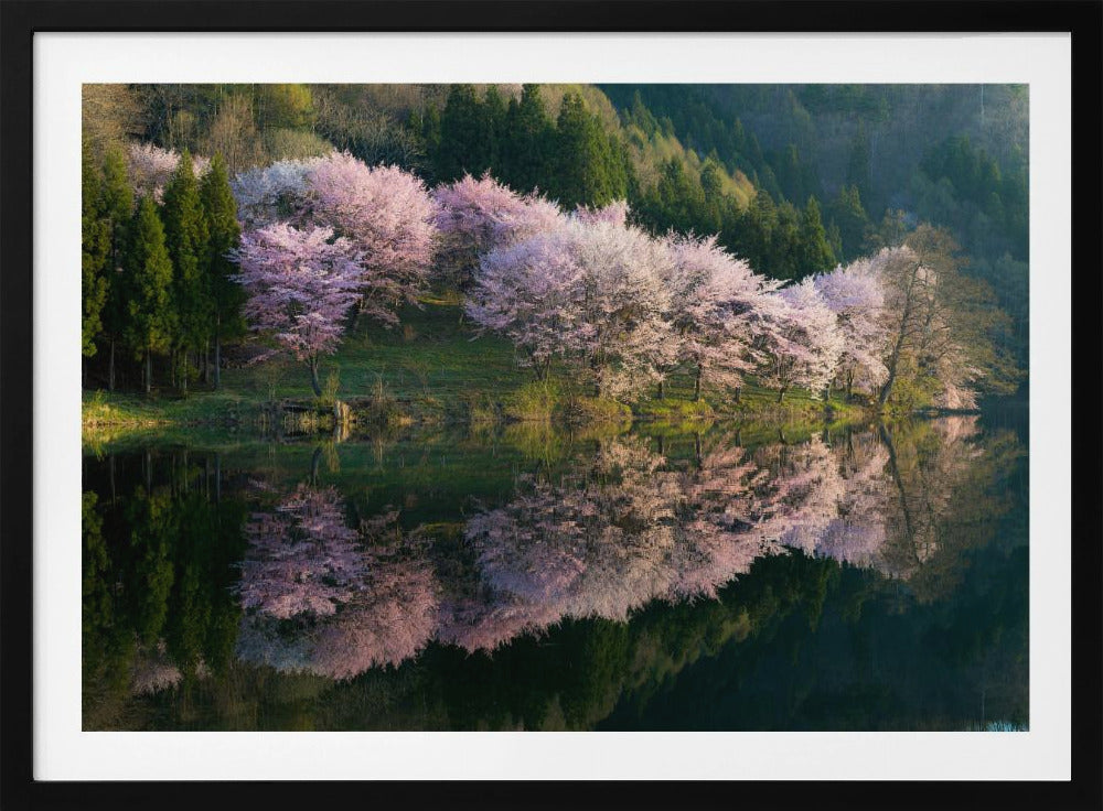 Sakura | Poster