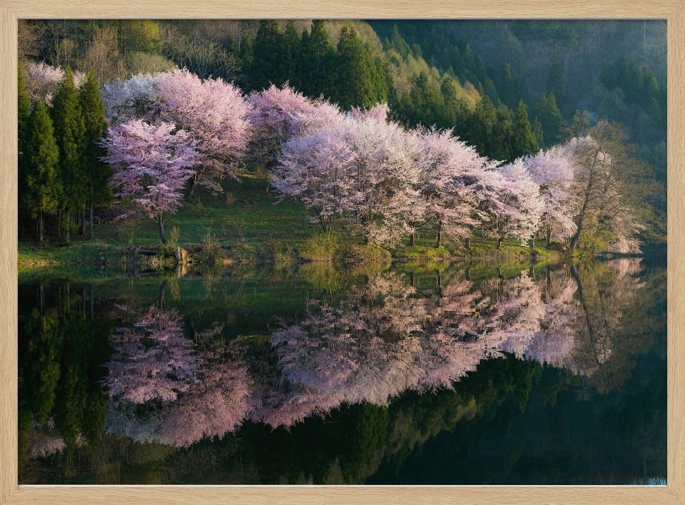 Sakura | Poster