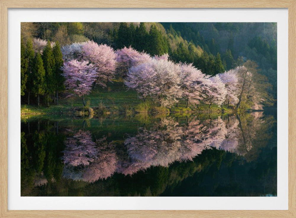 Sakura | Poster