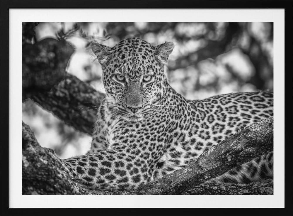 Monochrome schoonheid | Poster
