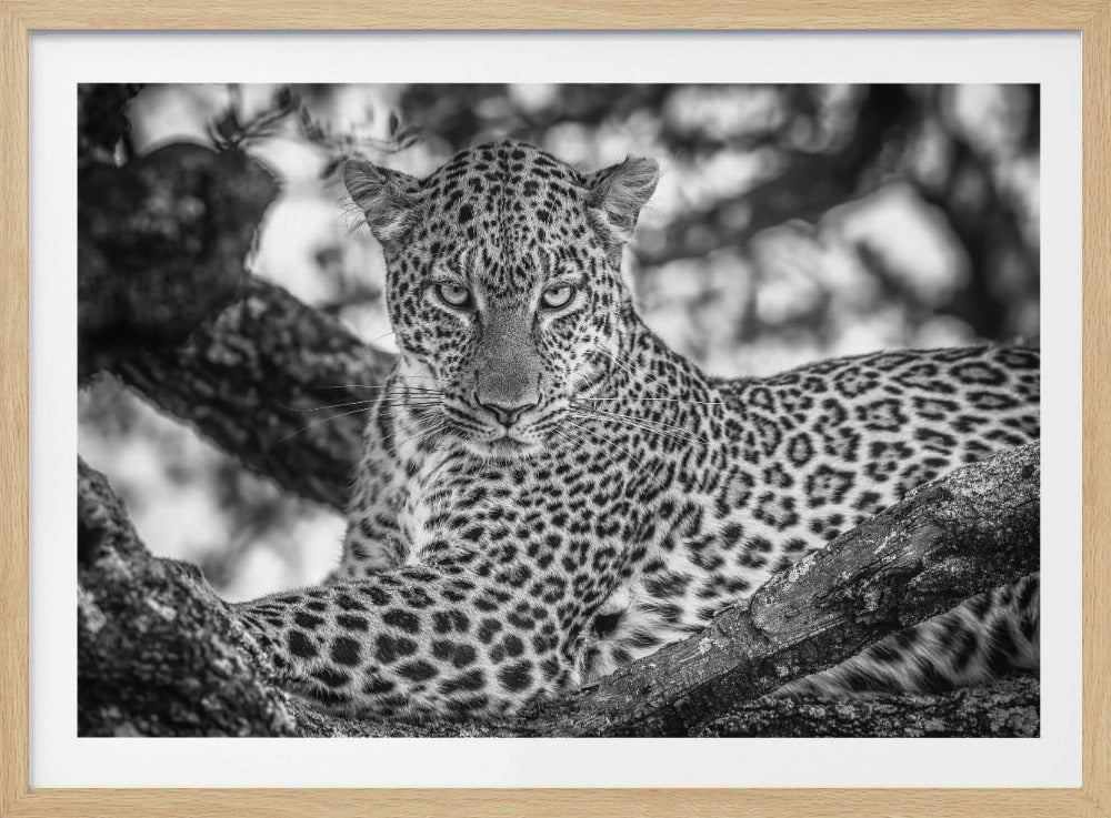 Monochrome schoonheid | Poster