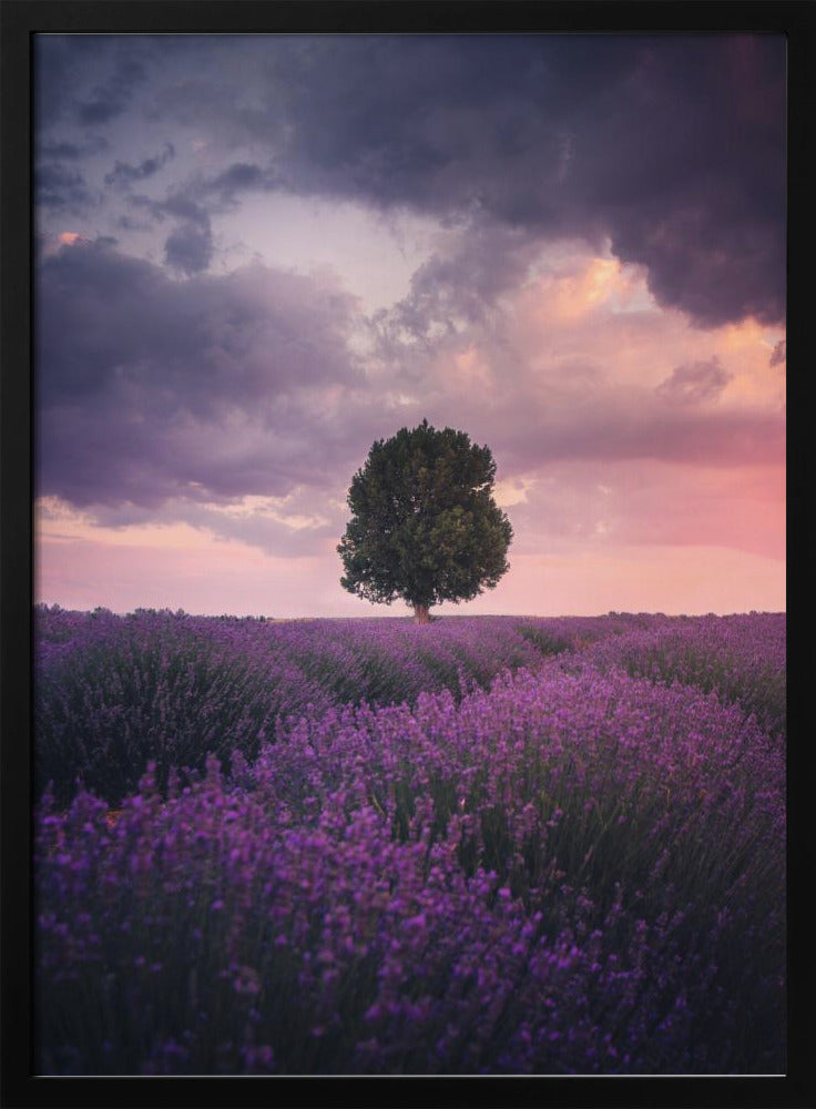 Lavendelvelden, Isparta | Poster
