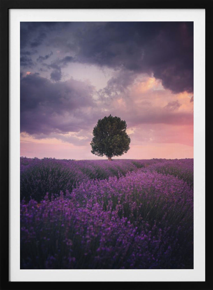 Lavendelvelden, Isparta | Poster