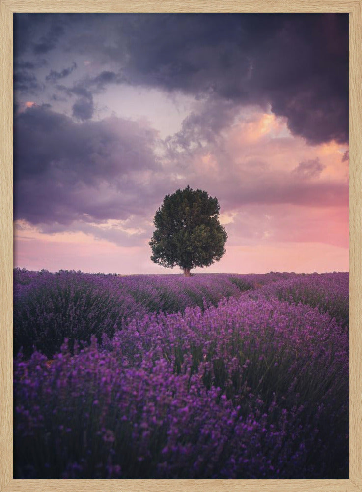 Lavendelvelden, Isparta | Poster