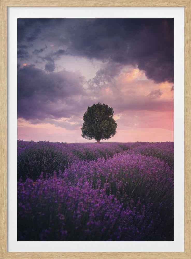 Lavendelvelden, Isparta | Poster