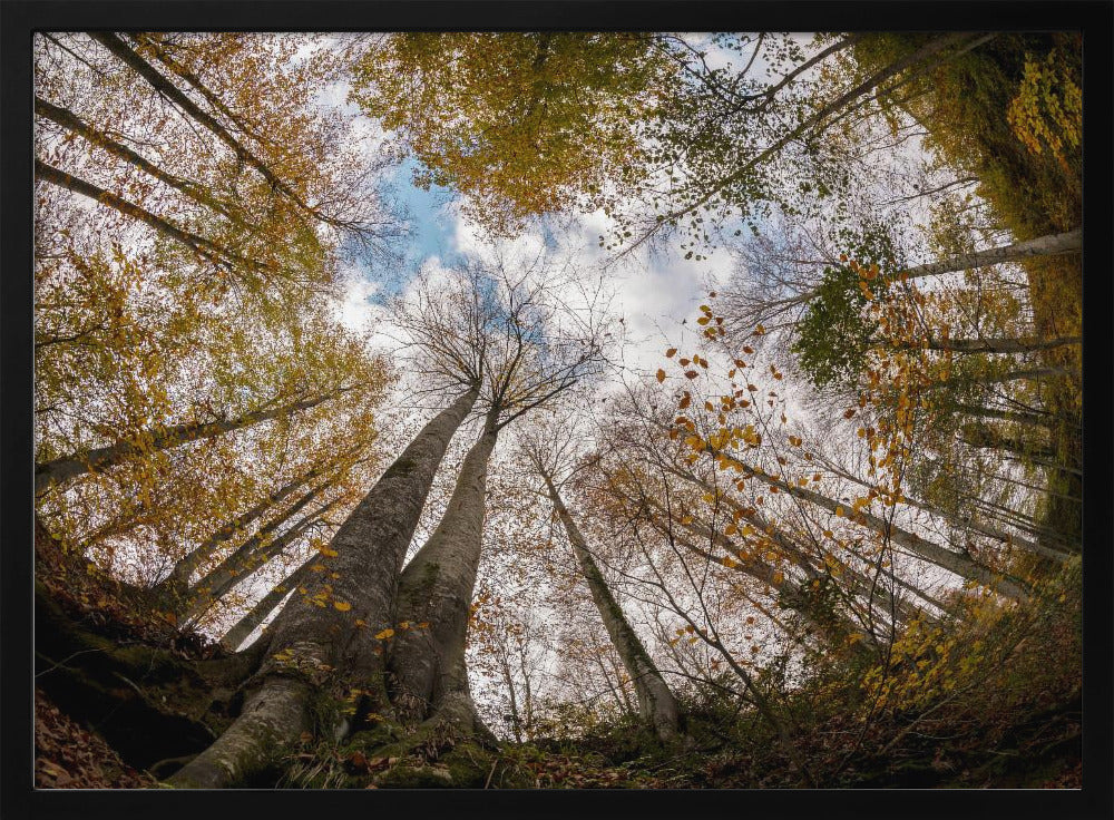 Forest | Poster