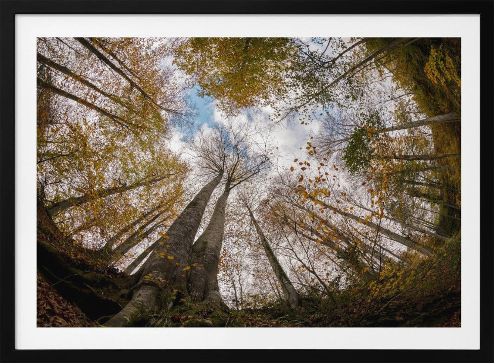 Forest | Poster