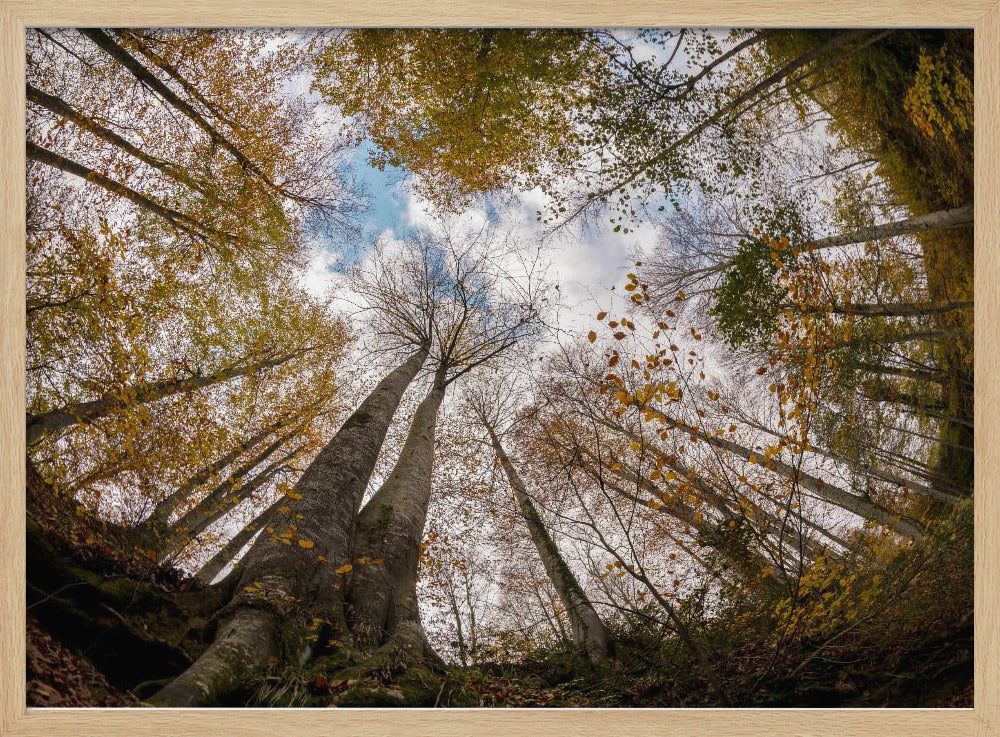 Forest | Poster