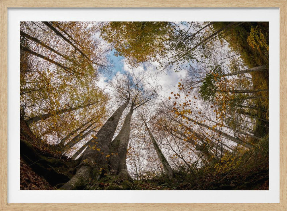Forest | Poster