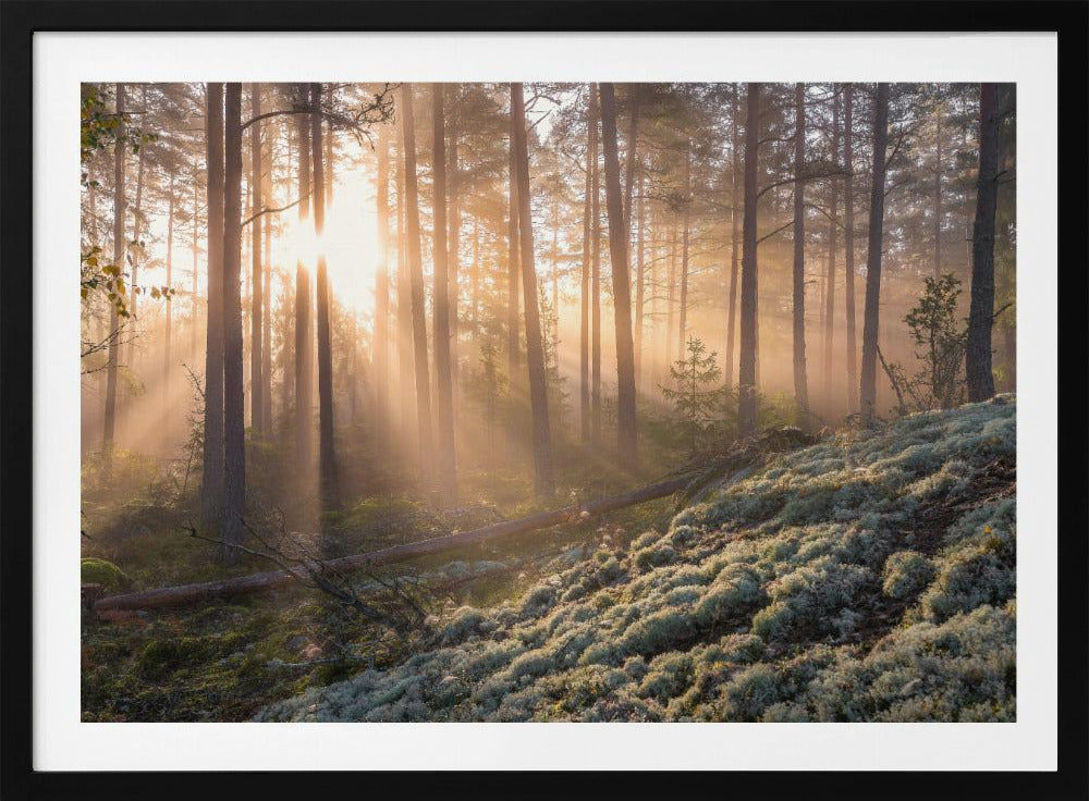Mist in het bos met wit mos op de voorgrond | Poster
