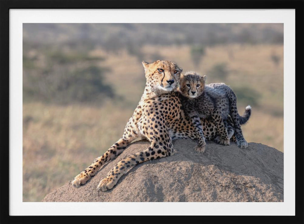 Cheetah en kopje! | Poster