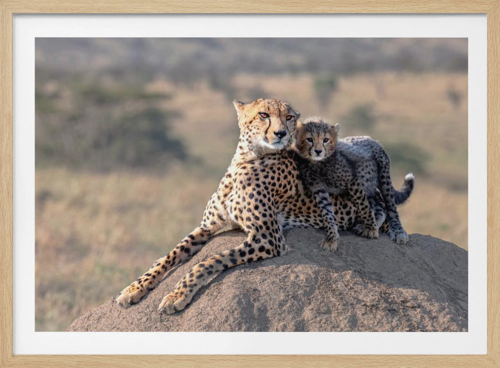 Cheetah en kopje! | Poster