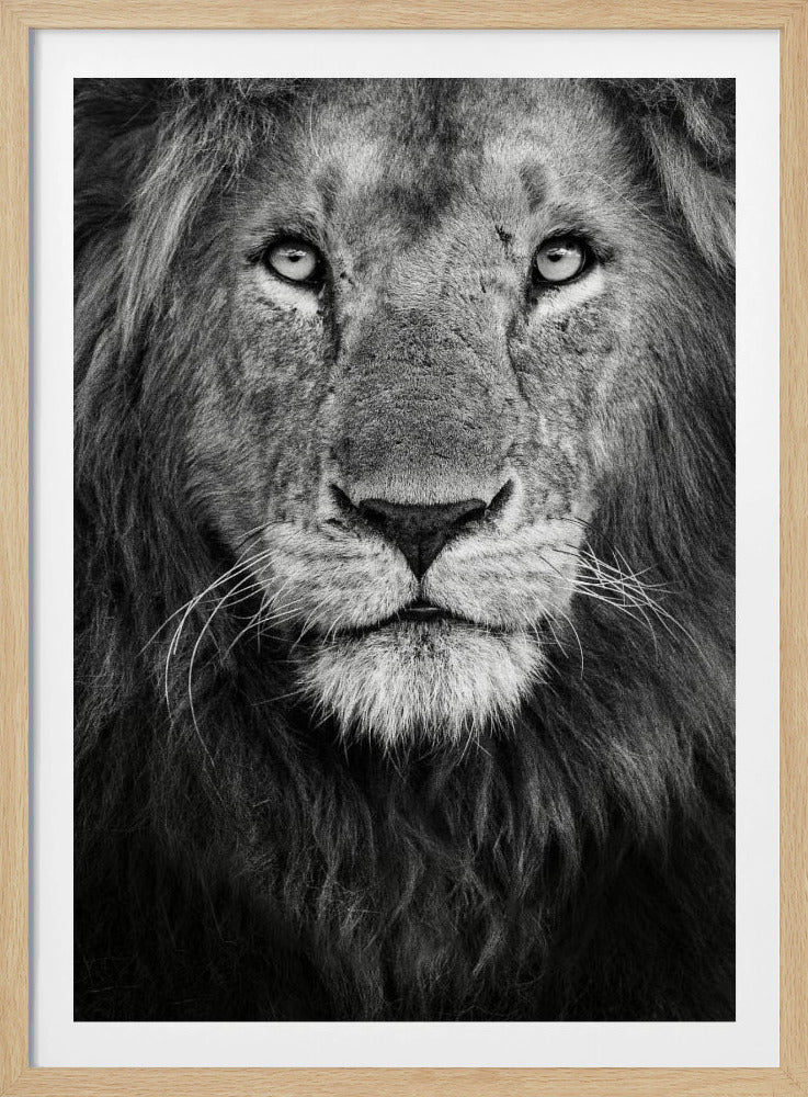 Koninklijk portret | Poster