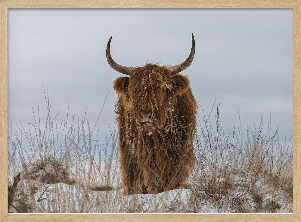 Hooglander in de sneeuw | Poster