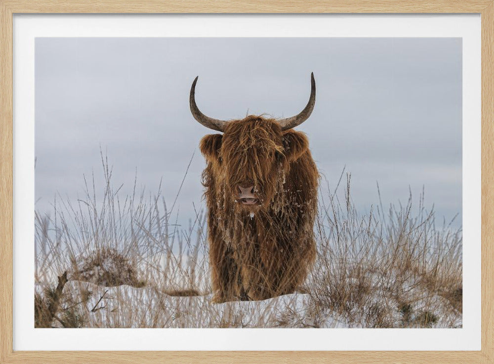 Hooglander in de sneeuw | Poster