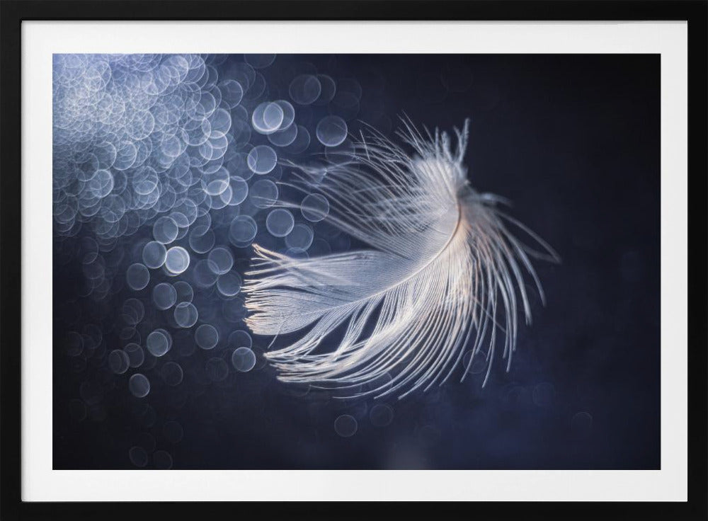 Placiditeit | Poster
