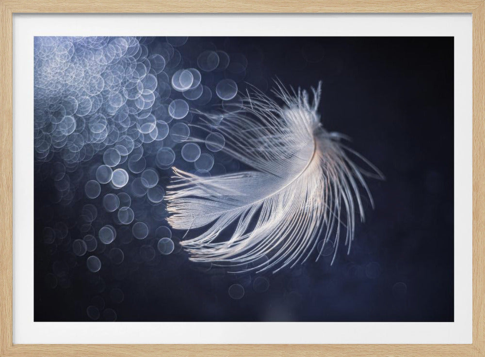 Placiditeit | Poster