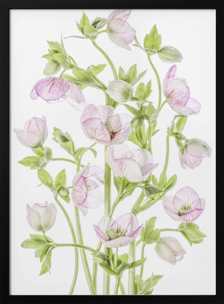 Helleborus | Poster