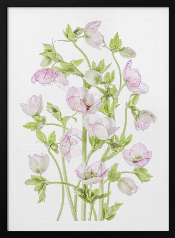 Helleborus | Poster