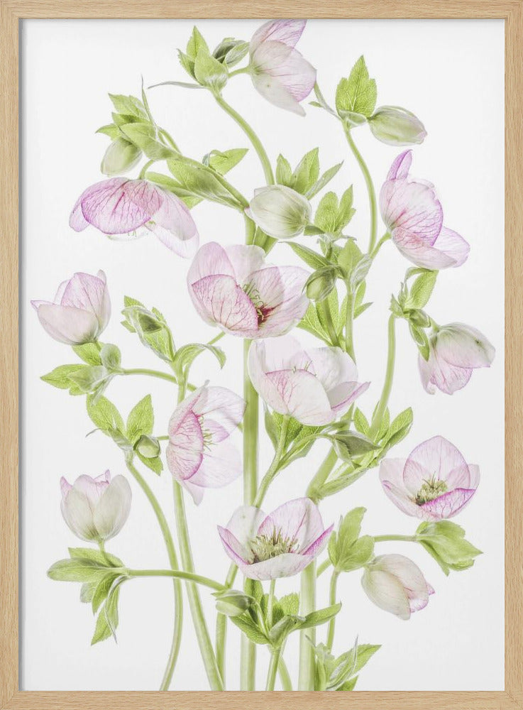 Helleborus | Poster