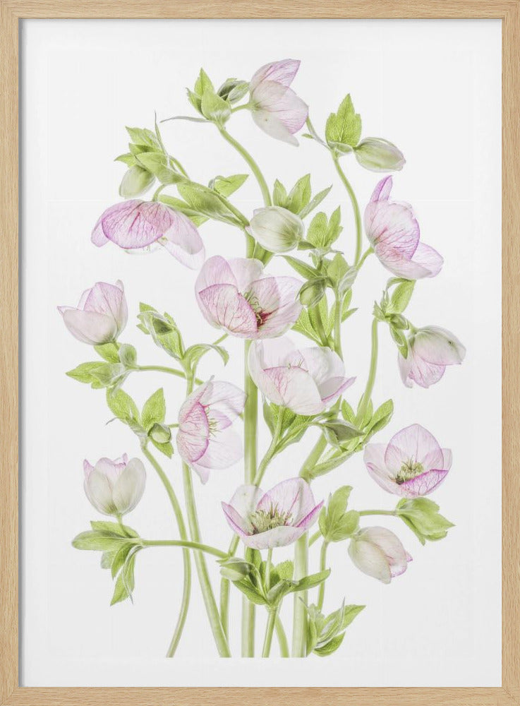 Helleborus | Poster