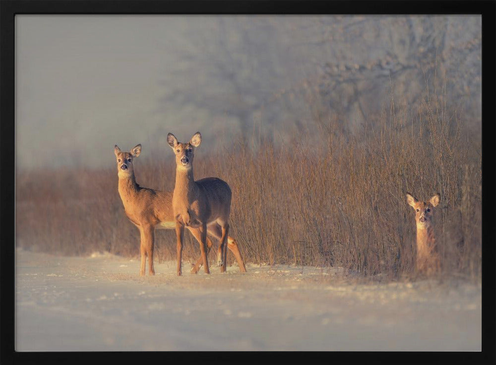 Drie Herten | Poster