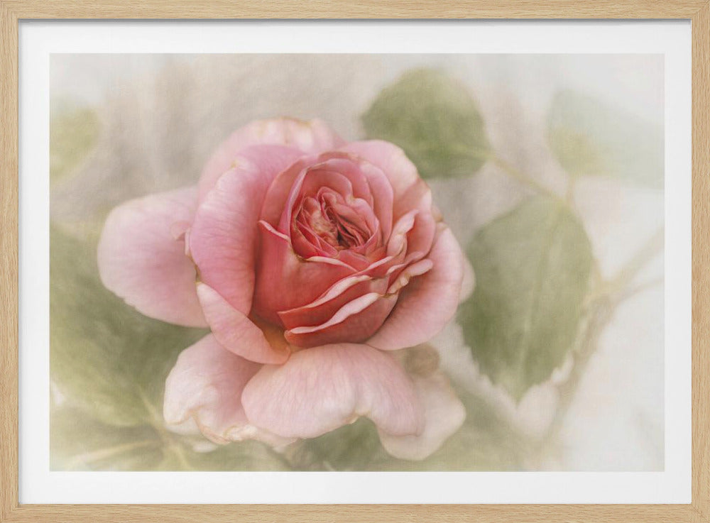 gladde roos | Poster