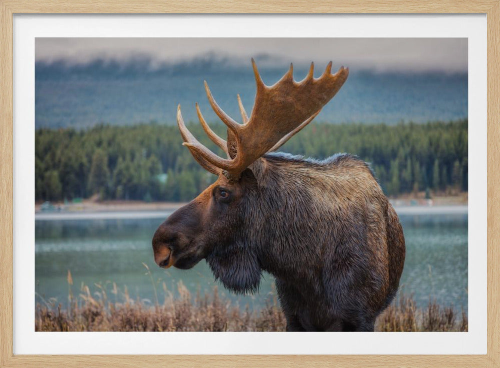 Moose | Poster