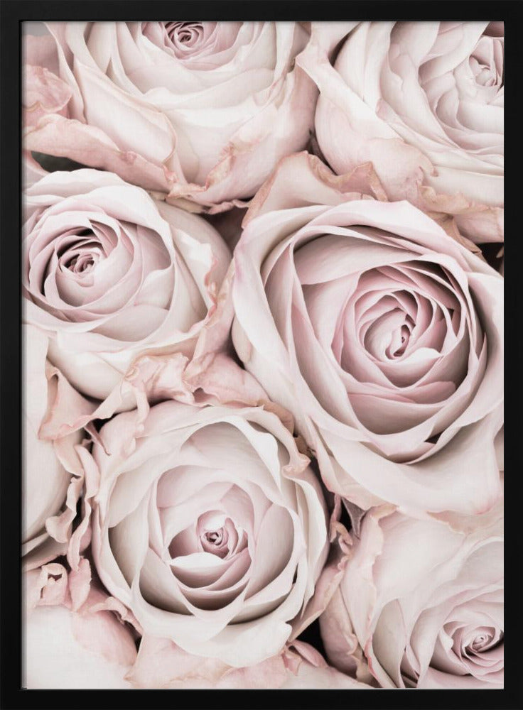 Roze Rozen Nr. 01 | Poster