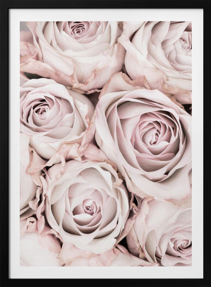 Roze Rozen Nr. 01 | Poster