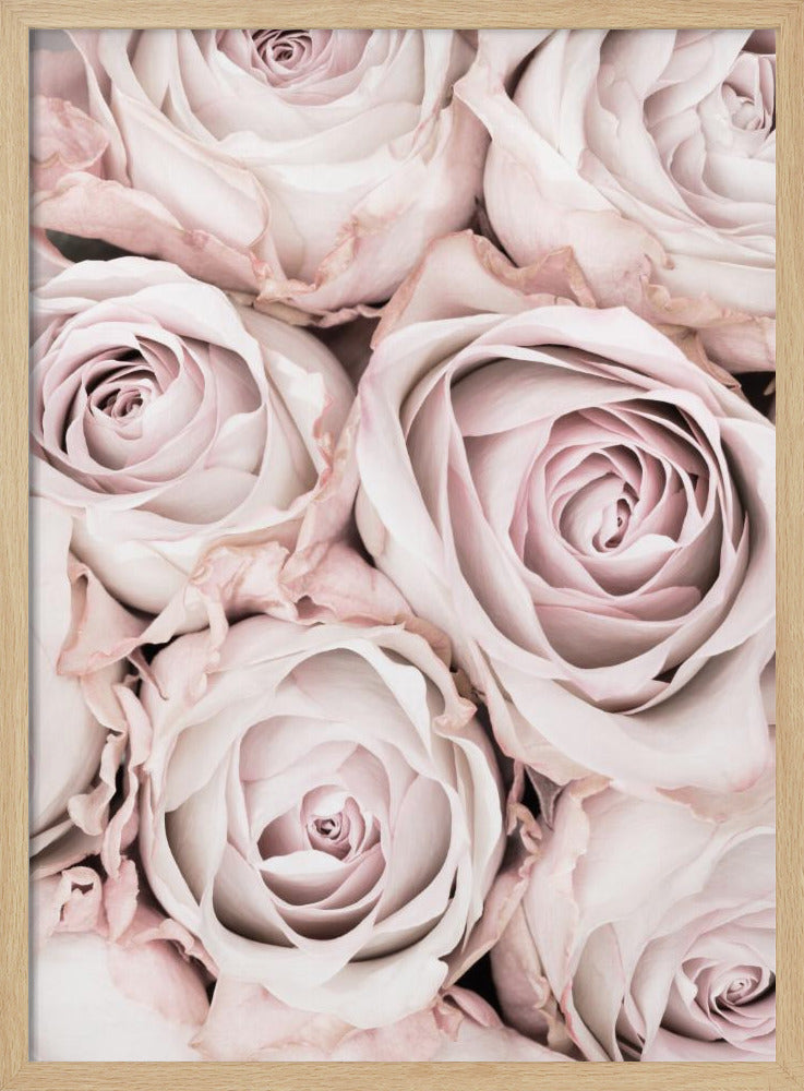 Roze Rozen Nr. 01 | Poster