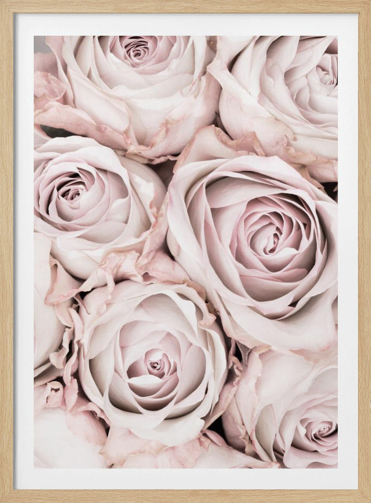 Roze Rozen Nr. 01 | Poster