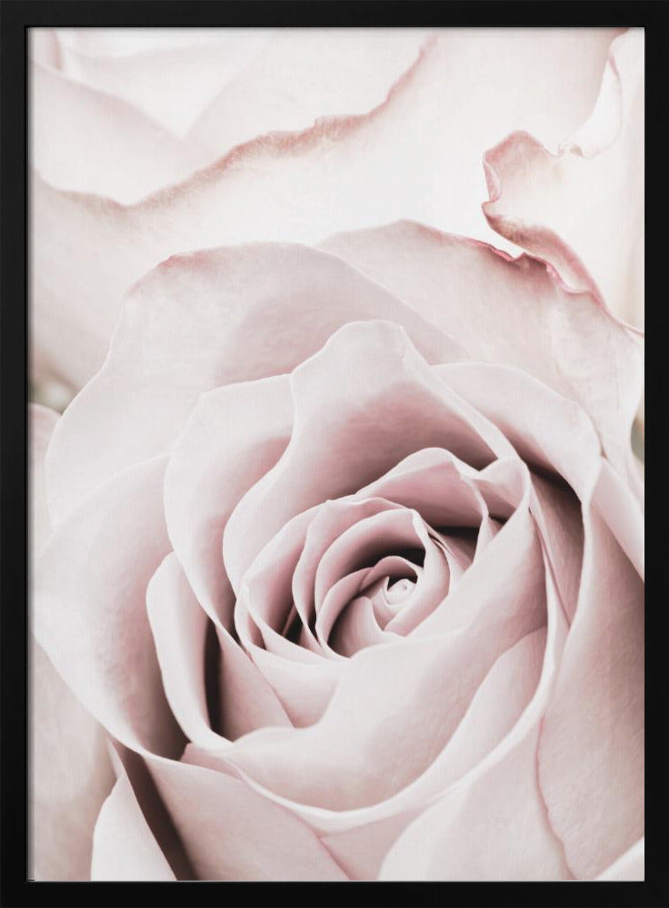 Roze Roos nr. 05 | Poster