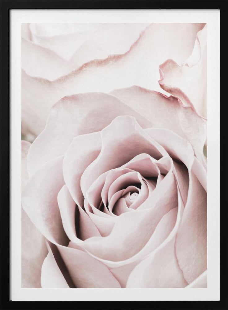 Roze Roos nr. 05 | Poster