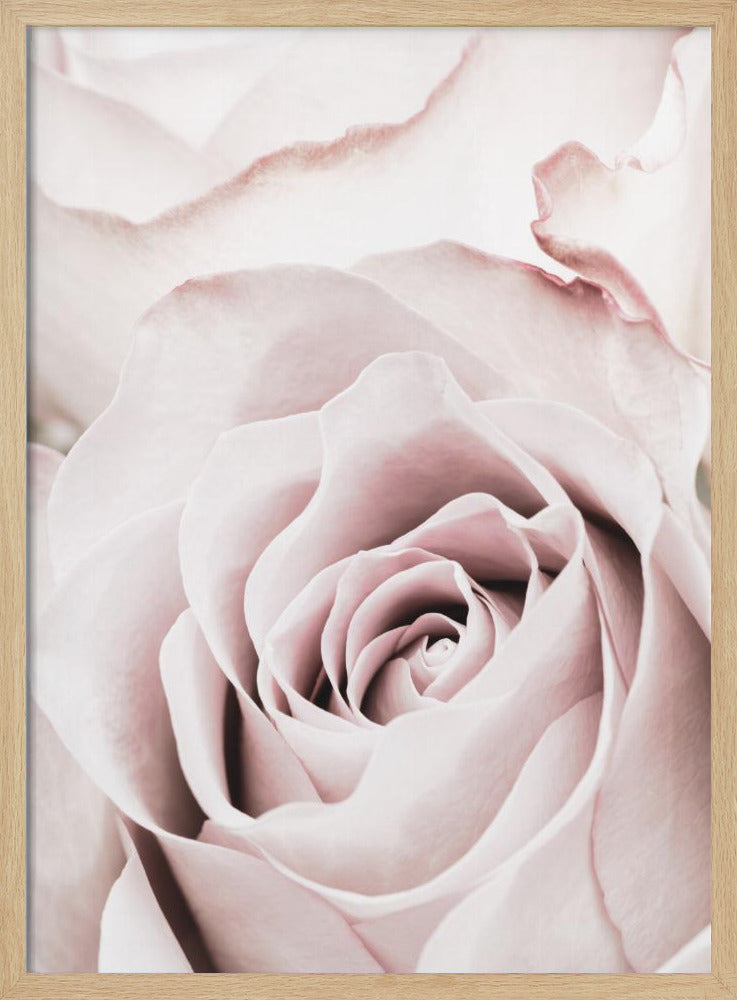 Roze Roos nr. 05 | Poster