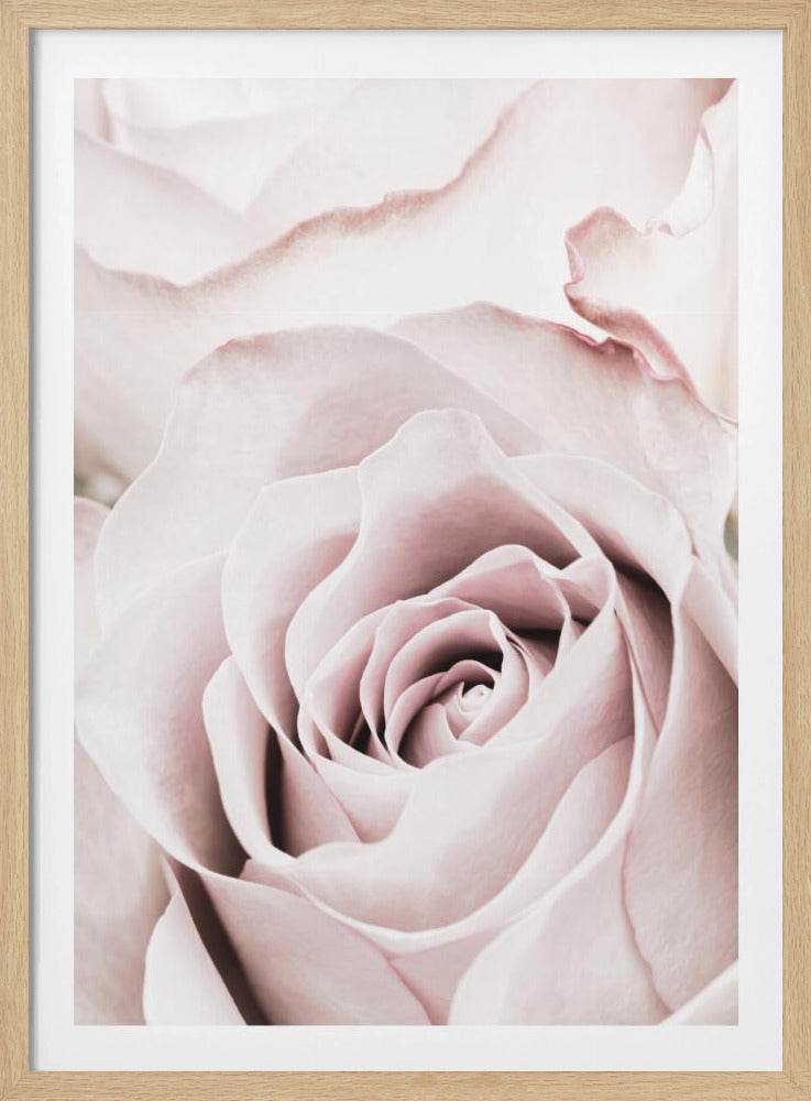 Roze Roos nr. 05 | Poster