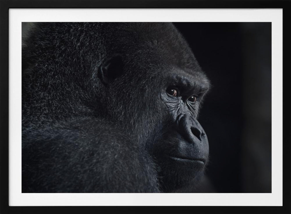 gorilla-blik | Poster