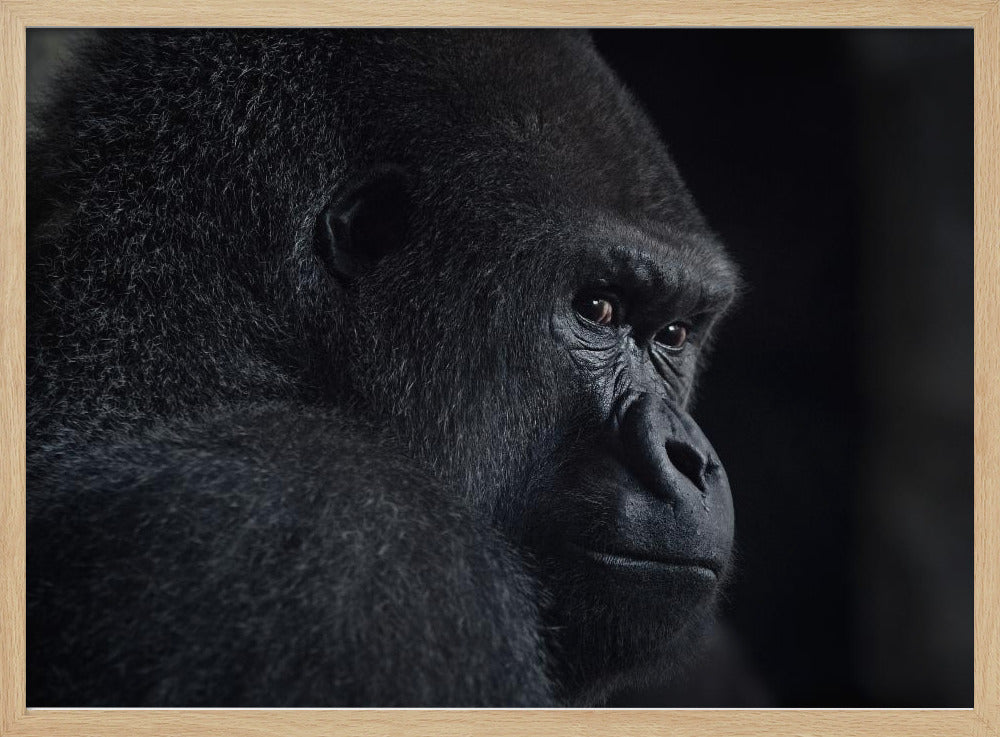 gorilla-blik | Poster