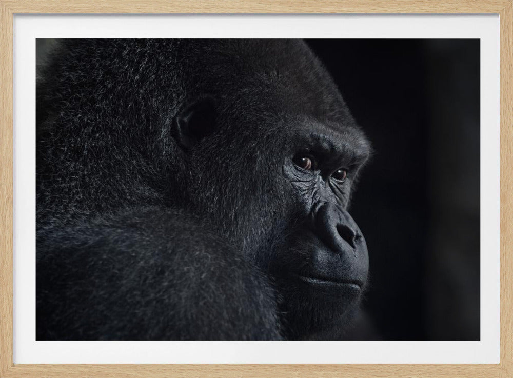 gorilla-blik | Poster