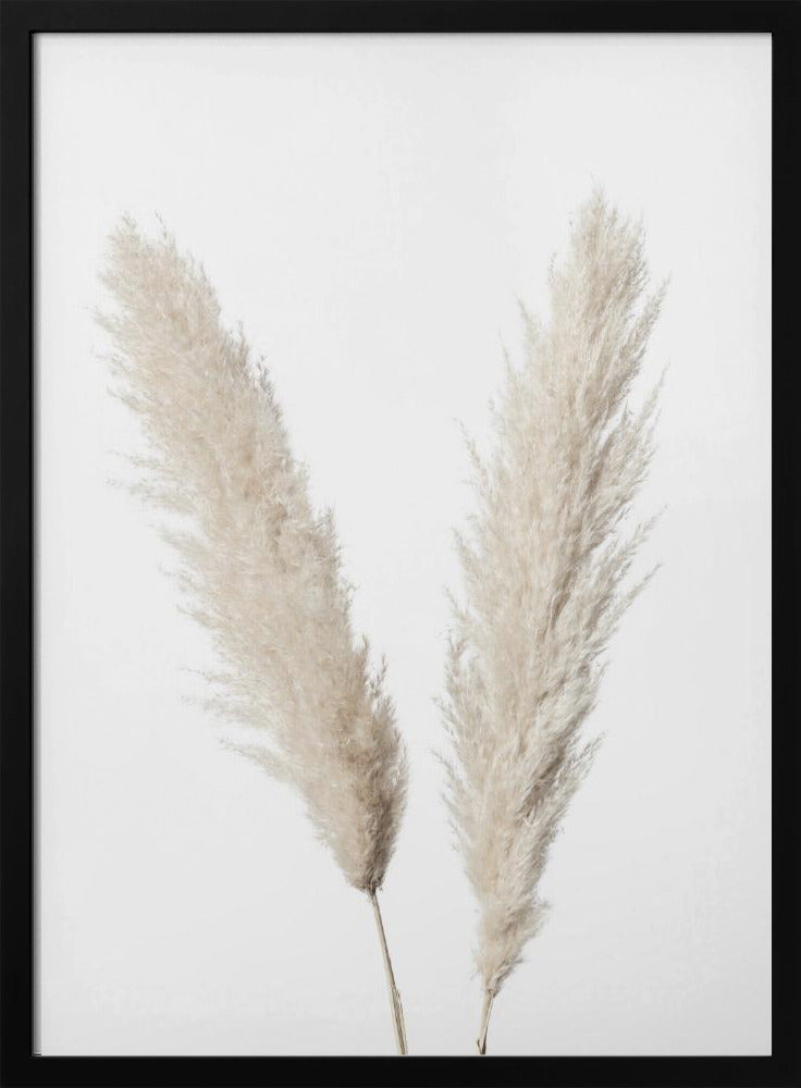 Pampas Wit | Poster