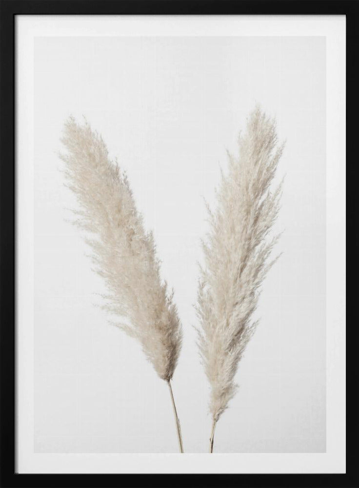 Pampas Wit | Poster