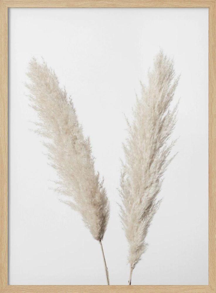 Pampas Wit | Poster